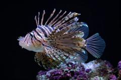 Russells lionfish ( Pterois Russelli )