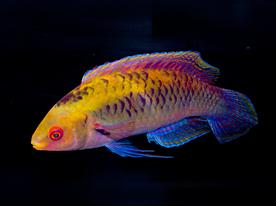 wrasse_sp.thumb.jpg.37333ad124eeb36dc0a5