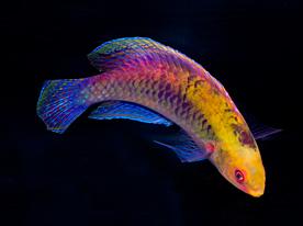 wrasse_sp_2.thumb.jpg.2fcc3c906873626516