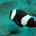 Clown Fish