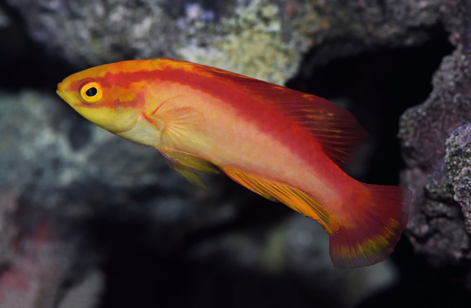 Flame Wrasse Swimming in Tank