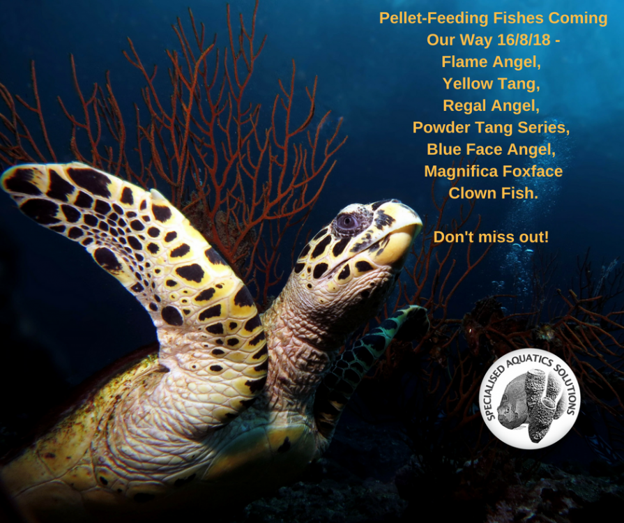 Pellet-Feeding Fishes Coming Our Way 16%2F8%2F18 - (1).png