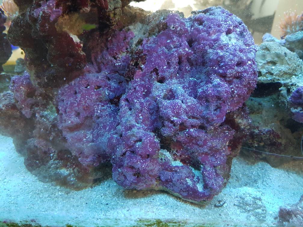 Ways to encourage coraline Algae growth in your tank - Singapore Reef ...