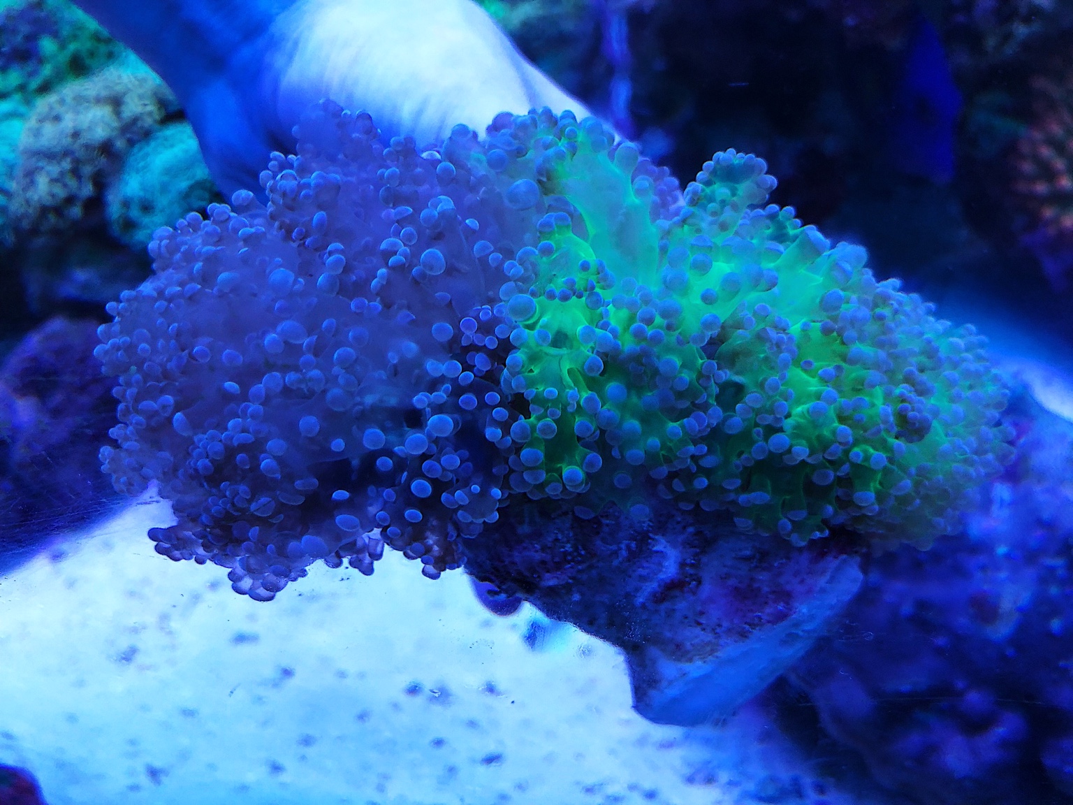 WTS Bi-Colour Octo coral - Sell off/Pasar Malam Shop - Singapore Reef ...