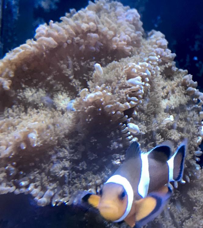 Brown Shrooms w: Clownfish.jpg