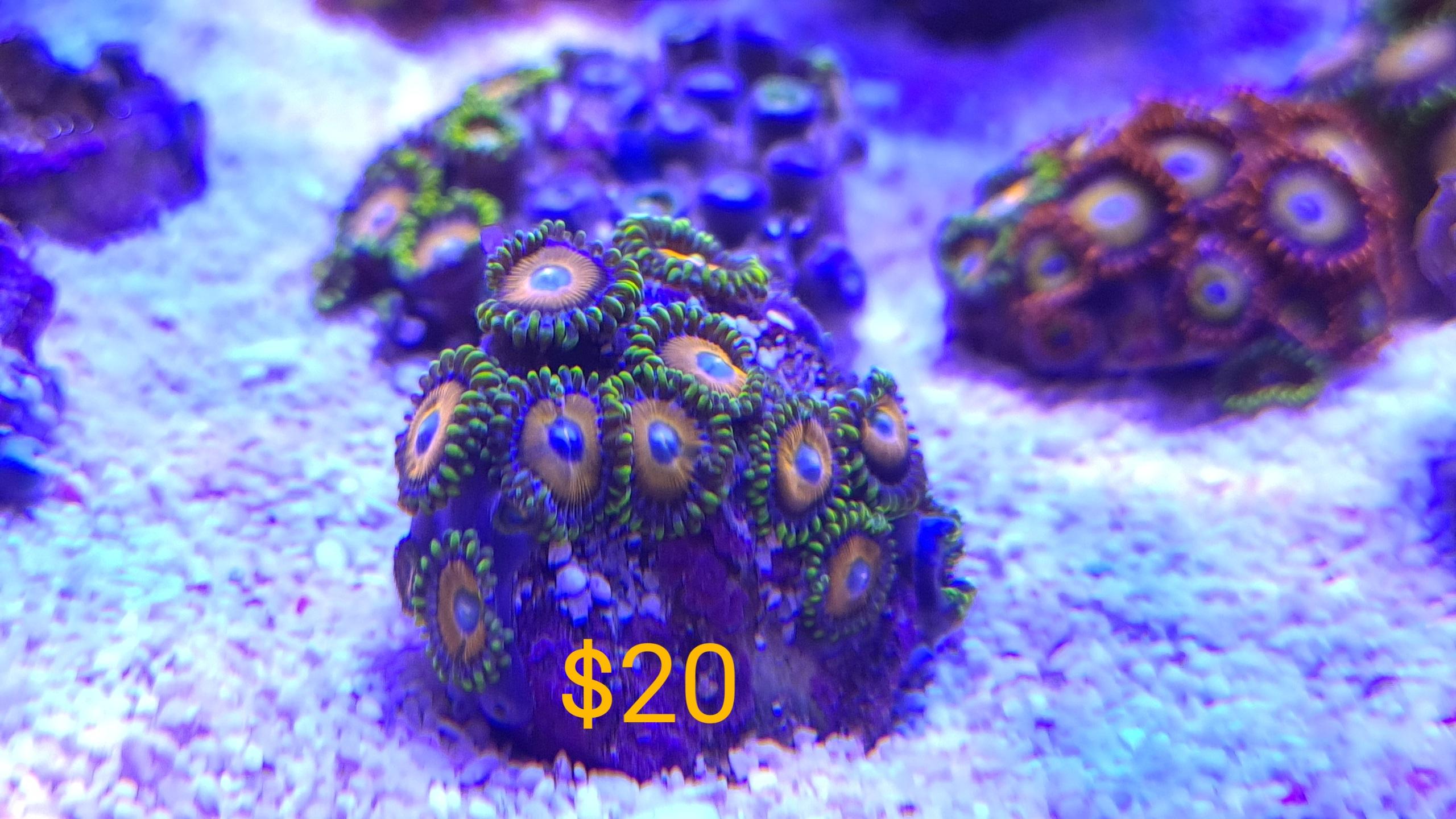 Coral For Sale Sell Off Pasar Malam Shop Singapore Reef Club   2020 06 22 16 48 51 .86818e02024746e2a0d985effd5b7640 