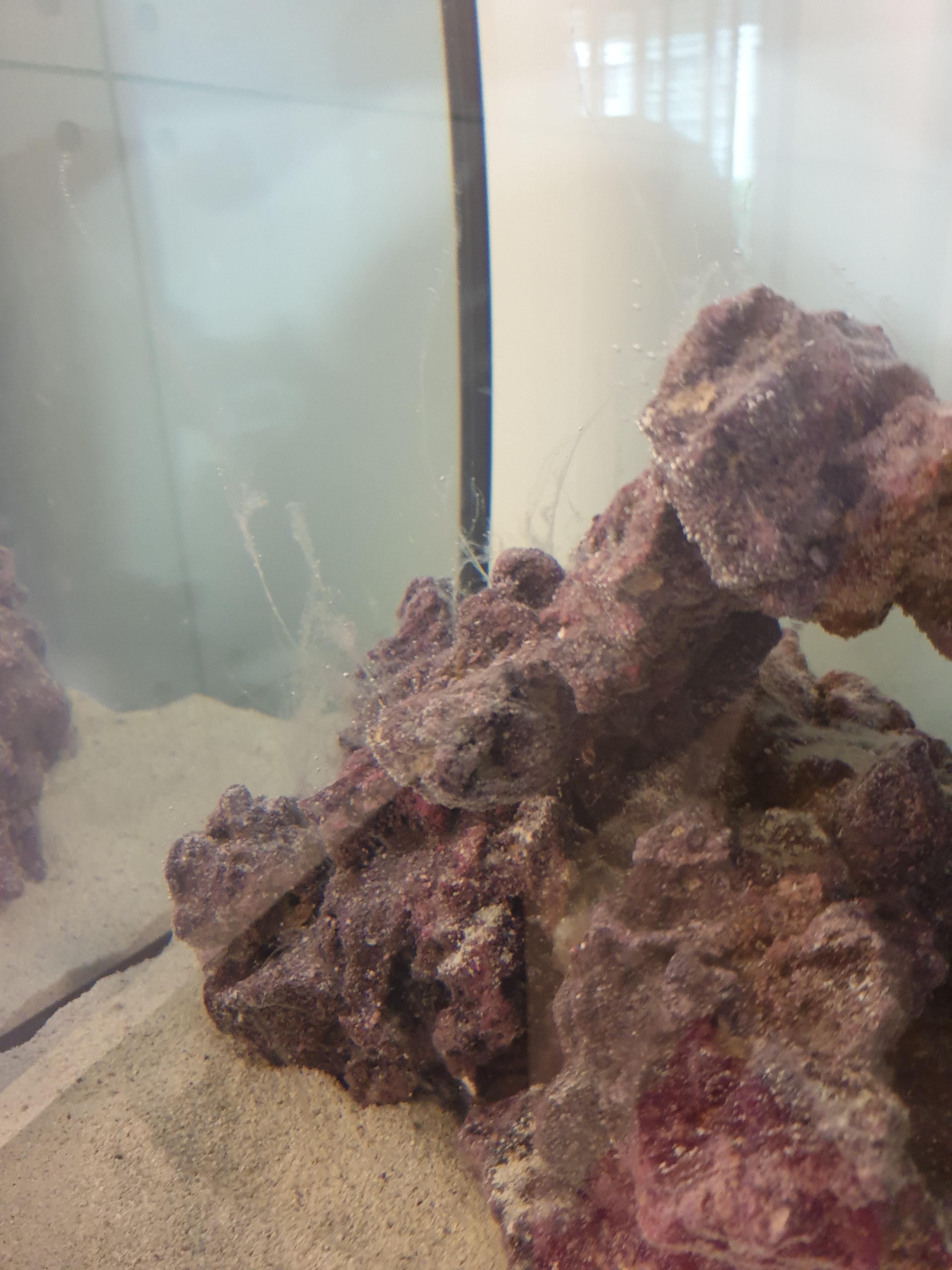 White slime problem - New to the Marine Aquaria Hobby - Singapore Reef ...
