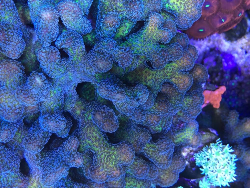 1488115831_Coral2(Medium)(1).jpg.8b7ef072669cd0966586e677bd66b284.jpg