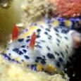 Chromodoris