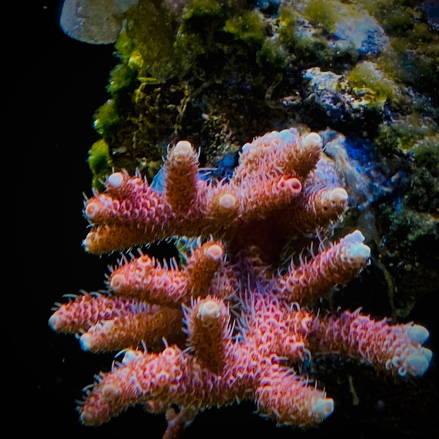 Red Millepora Mini Colony - Sell Off Pasar Malam Shop - Singapore Reef 