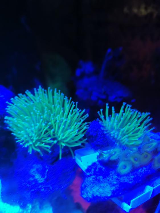 Wts lumi Au leather, purple digi, nuclear green zoa - Sell off/Pasar ...