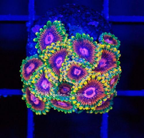 Mindtrick zoas for trade - Swop Shop - Singapore Reef Club