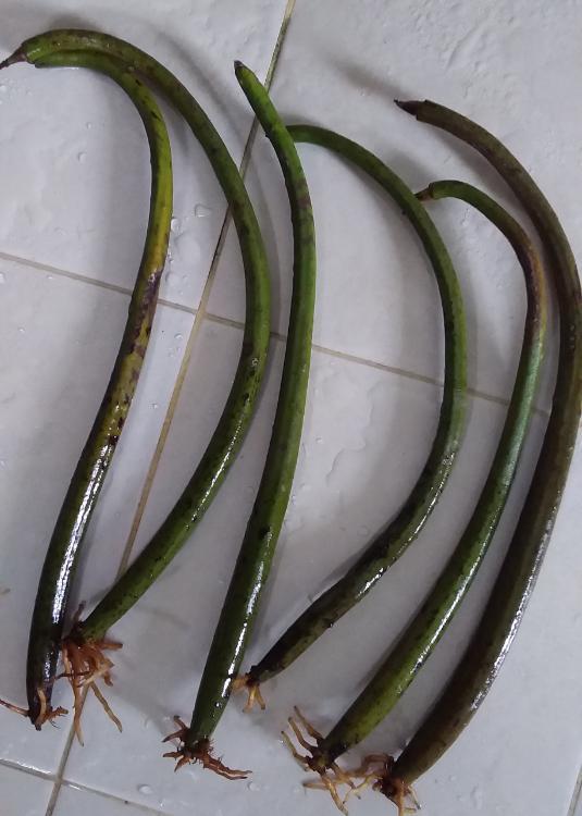 Red mangrove propagule - Sell off/Pasar Malam Shop - Singapore Reef ...