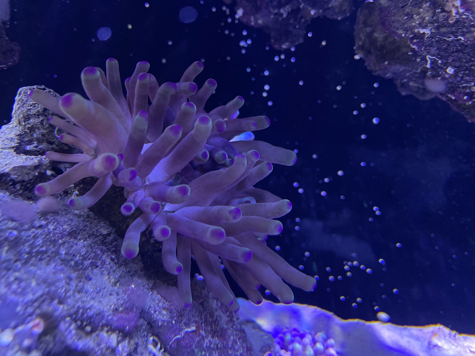 WTS Condy Anemone purple tip - Sell off/Pasar Malam Shop - Singapore ...