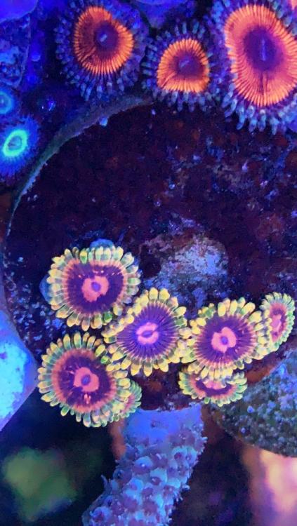 Mindtrick Zoa - Sell off/Pasar Malam Shop - Singapore Reef Club