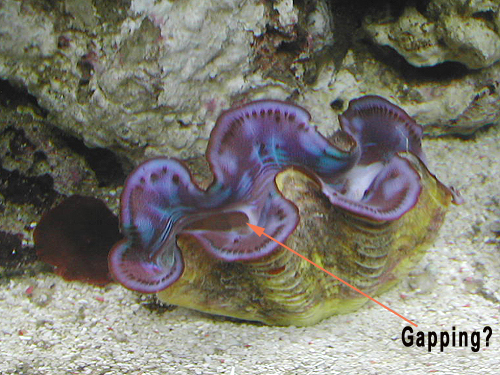 Maxima clam outlet gaping