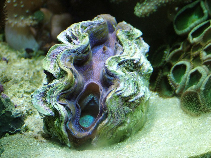 Maxima clam outlet gaping