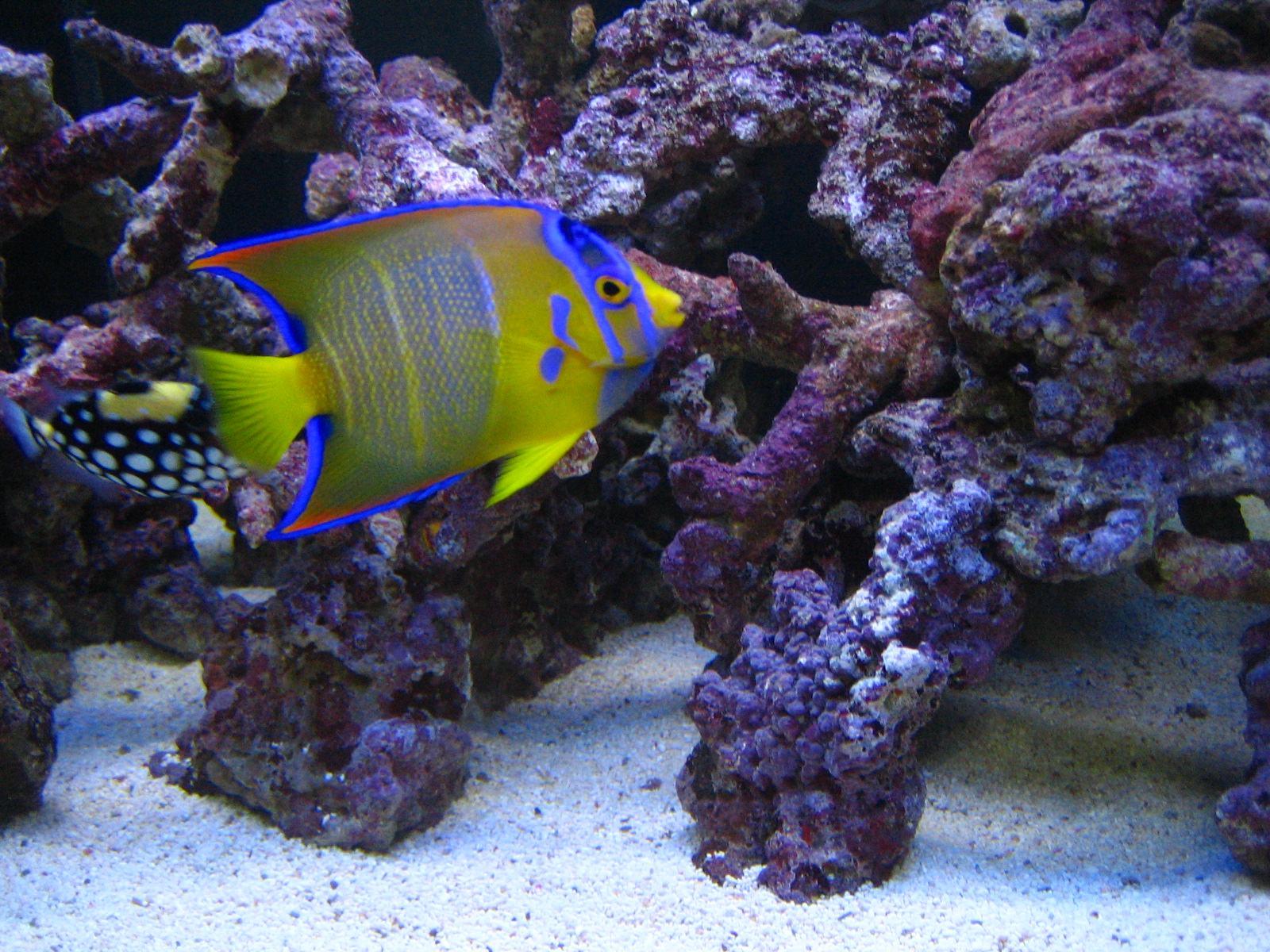 Display your angel - FOWLR (Fish-only with Live-rock) - Singapore Reef