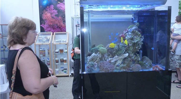 Water clarity in a reef tank
